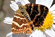 Large Radiating Carpet Moth (Chrysolarentia polycarpa)